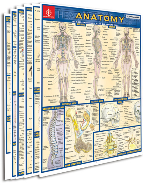 پوستر مطالعه سریع آناتومی 1 - پوستر